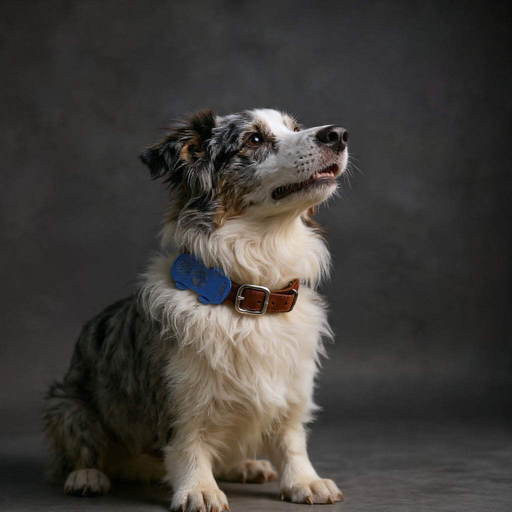 SafeTrack GPS Dog Collar Tracker