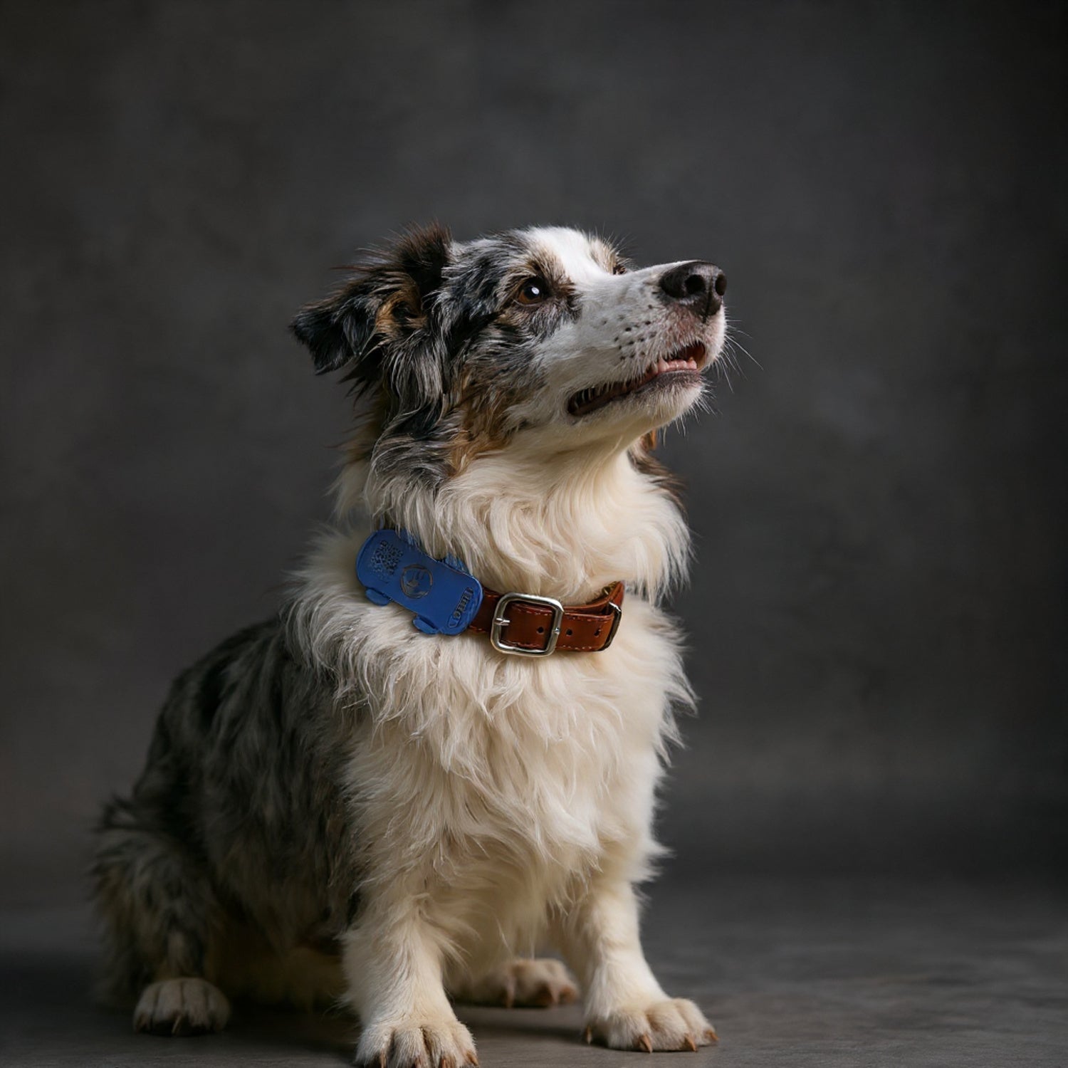 SafeTrack GPS Dog Collar Tracker