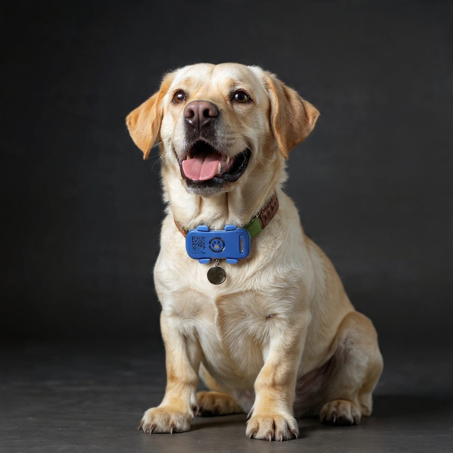 SafeTrack GPS Dog Collar Tracker